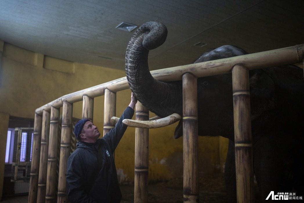 基辅的最后一头大象：乌克兰动物园的500公里火线奇迹